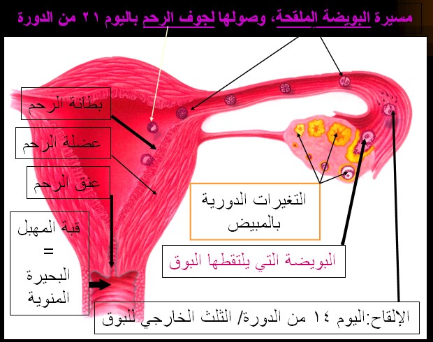 cycle%20fecondation%20ARAB.jpg