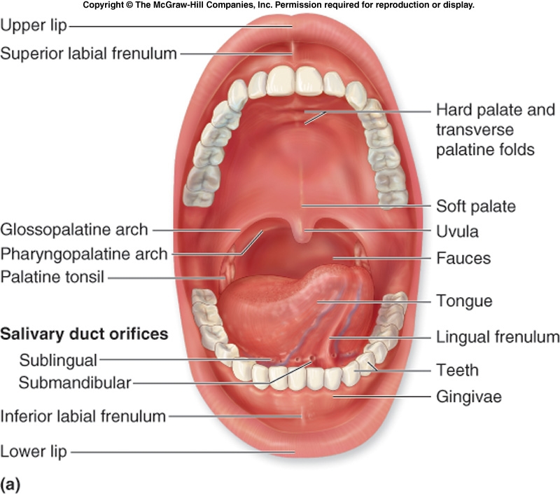 mouth.jpg