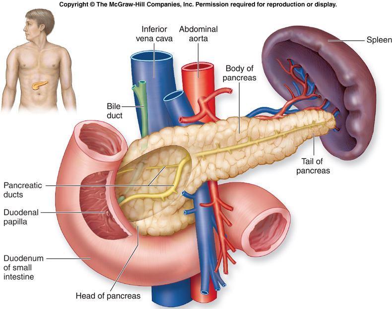 pancreas.jpg