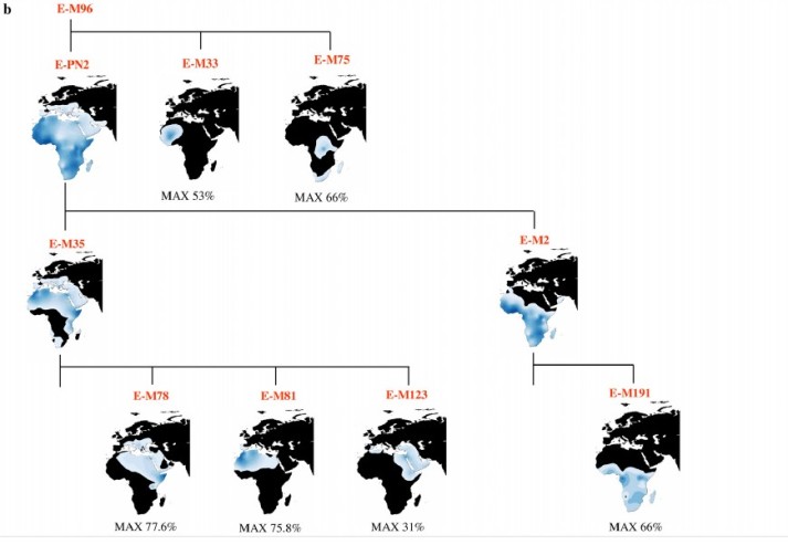 haplogroup_e.jpg