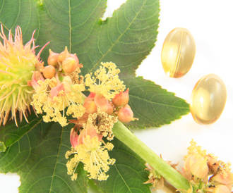 ricinus-communis.jpg