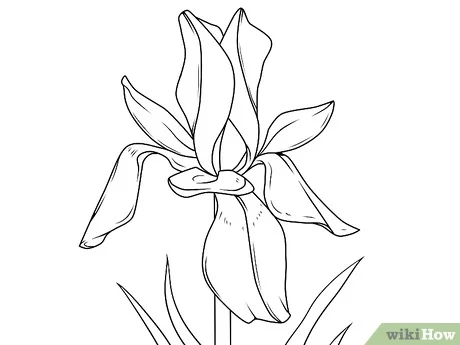 صورة عنوانها Draw Flowers Step 36