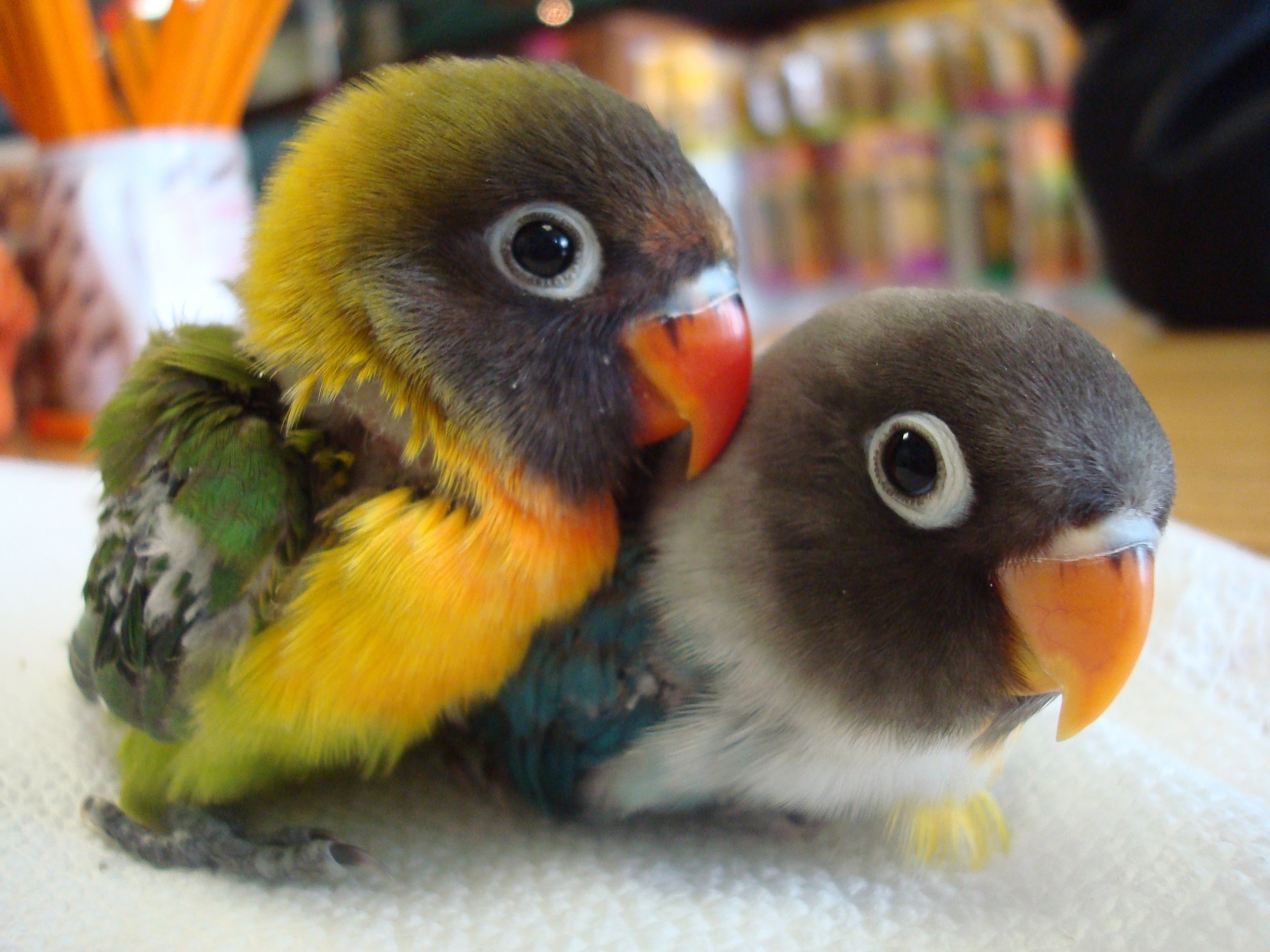 lovebird3.jpg