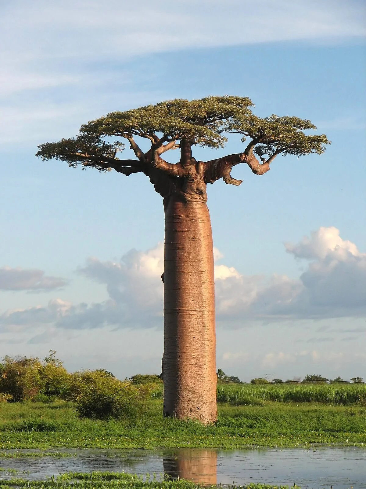 Adansonia_grandidieri04.webp