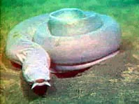 Pacific_hagfish_Myxine.webp