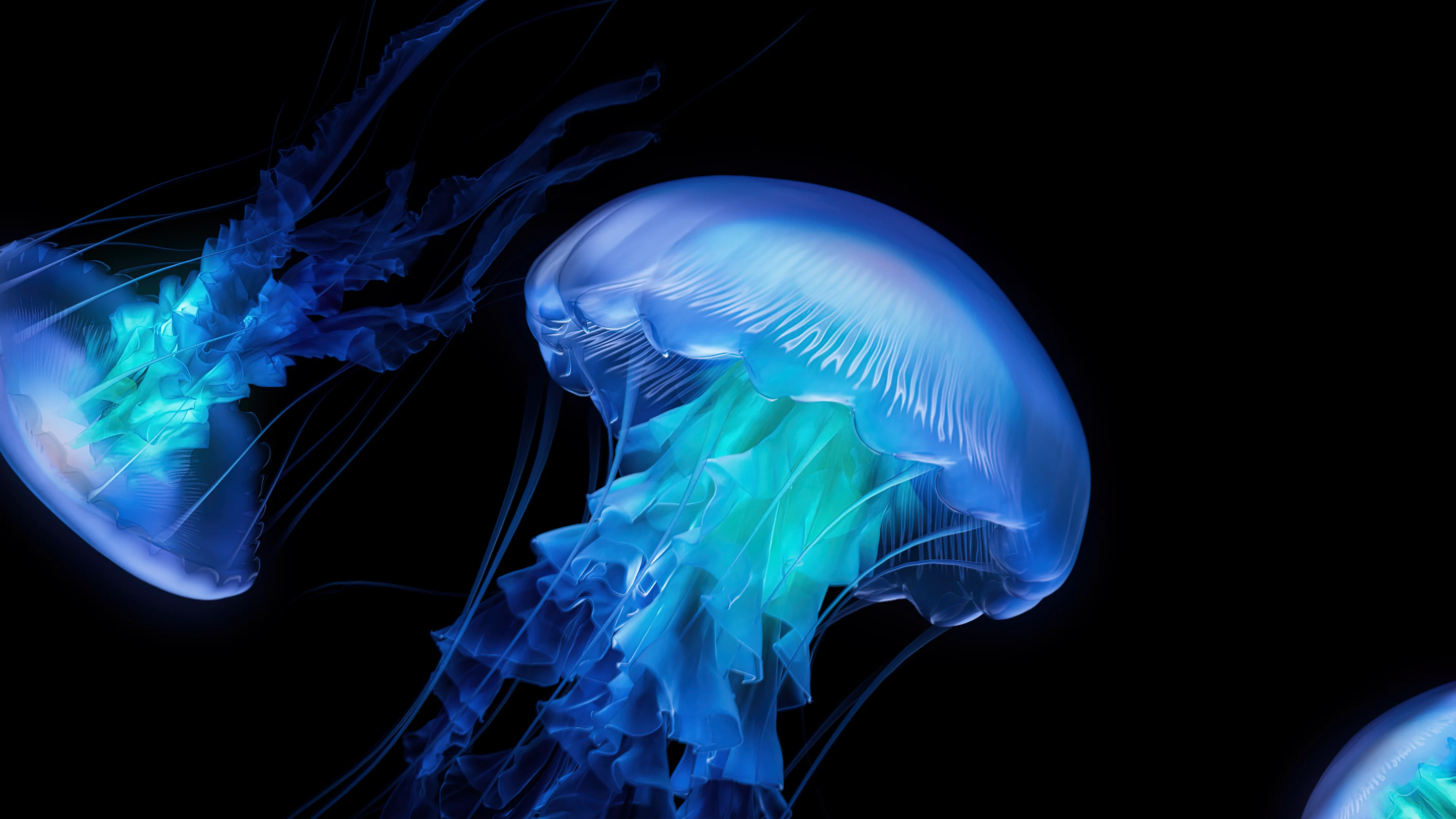 jellyfish-amoled-3840x2160-13136 (1).webp