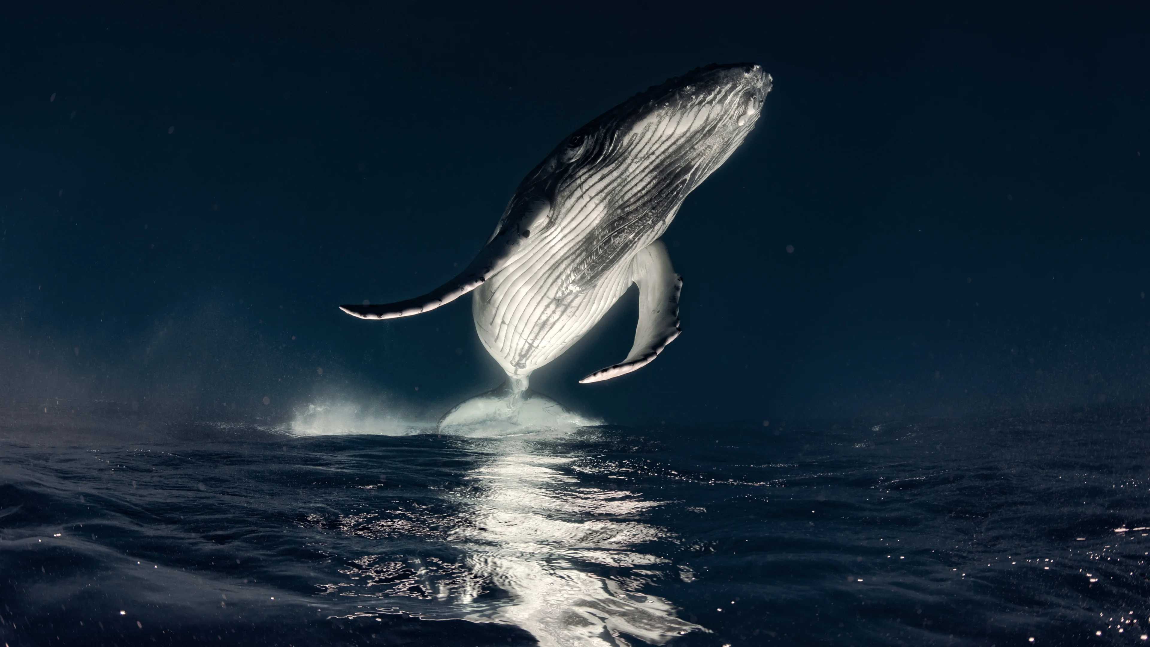 humpback-whale-3840x2160-26121.webp