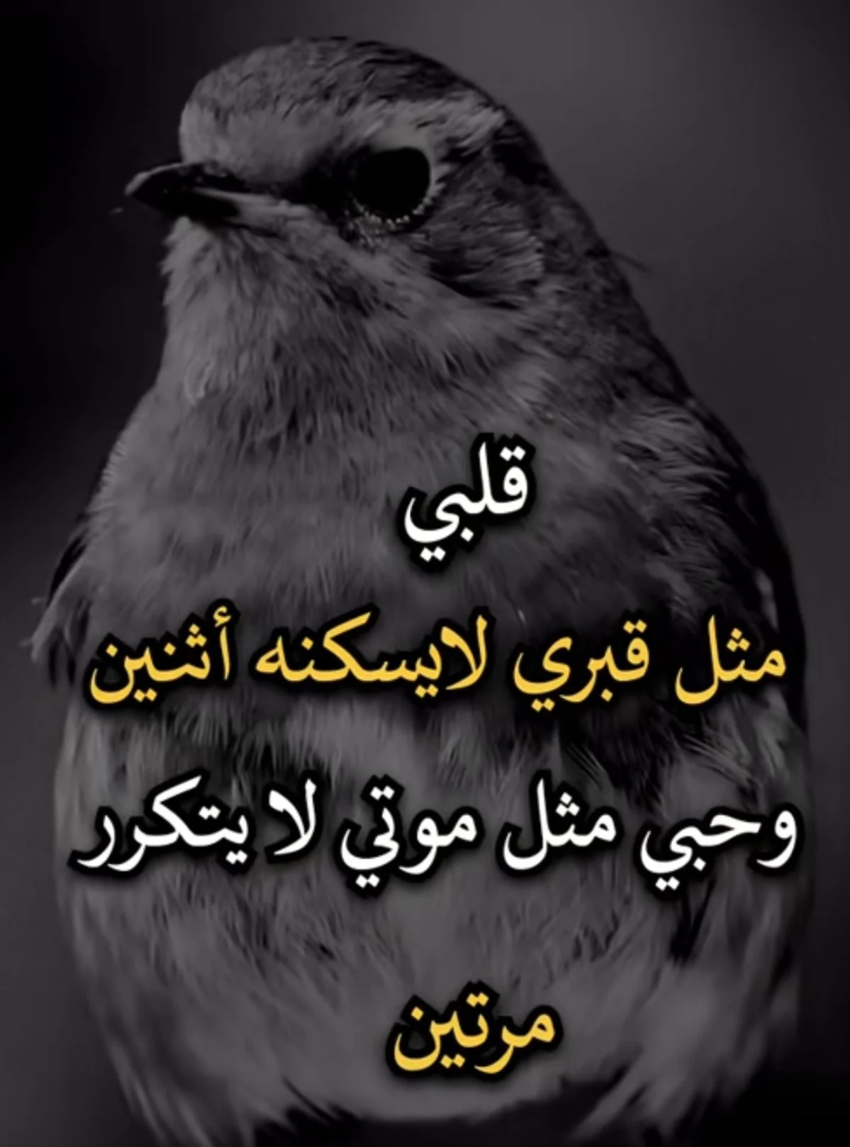 7f0f0a1ab873d0d59e7d81820b43fc63.webp