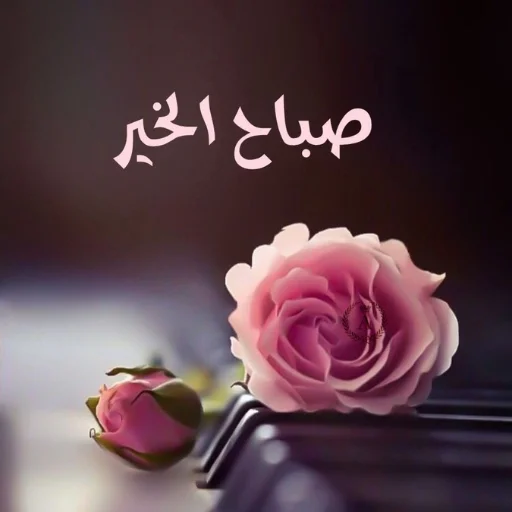 1778484492276.webp