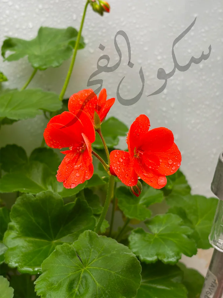 IMG_3440.webp