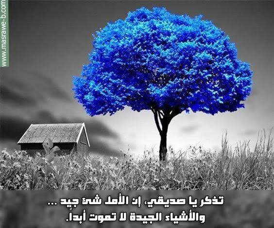 images.webp