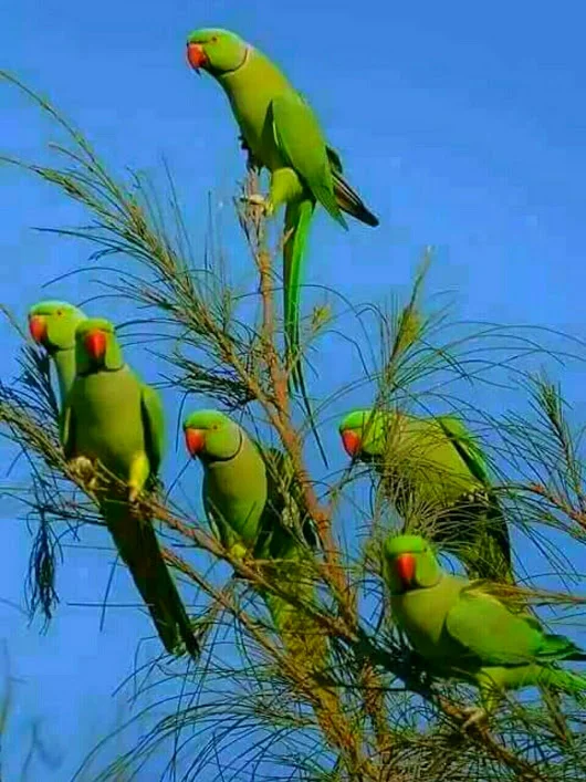 gplus-1272290009.webp
