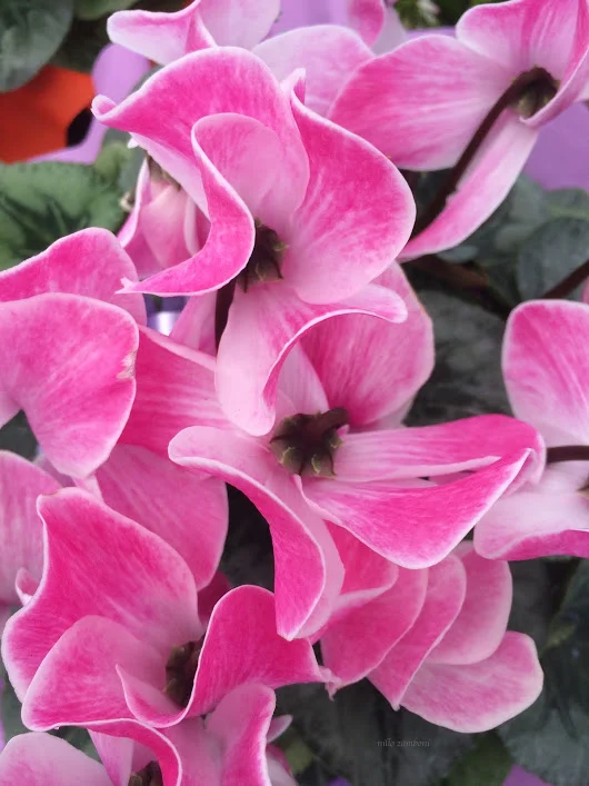 ciclamini - IMG_4369.webp