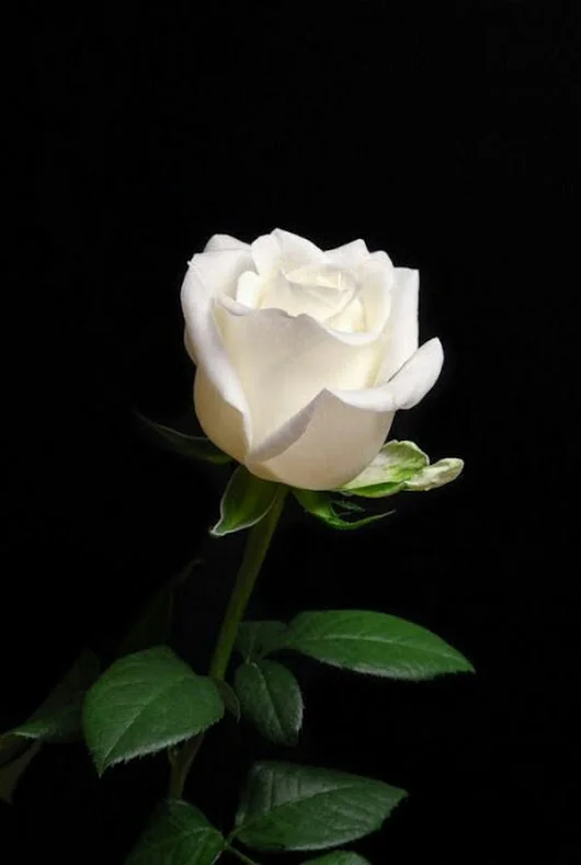 gplus1777089266.webp
