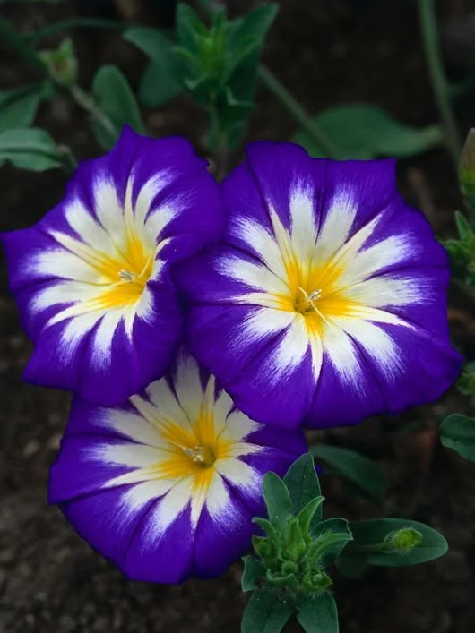 gplus1137180535.webp