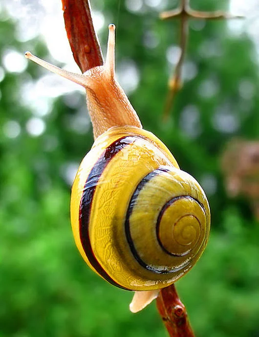461px-Snail-WA_edit02.webp