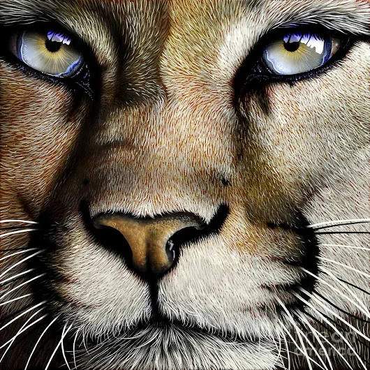 mountain-lion-jurek-zamoyski.webp