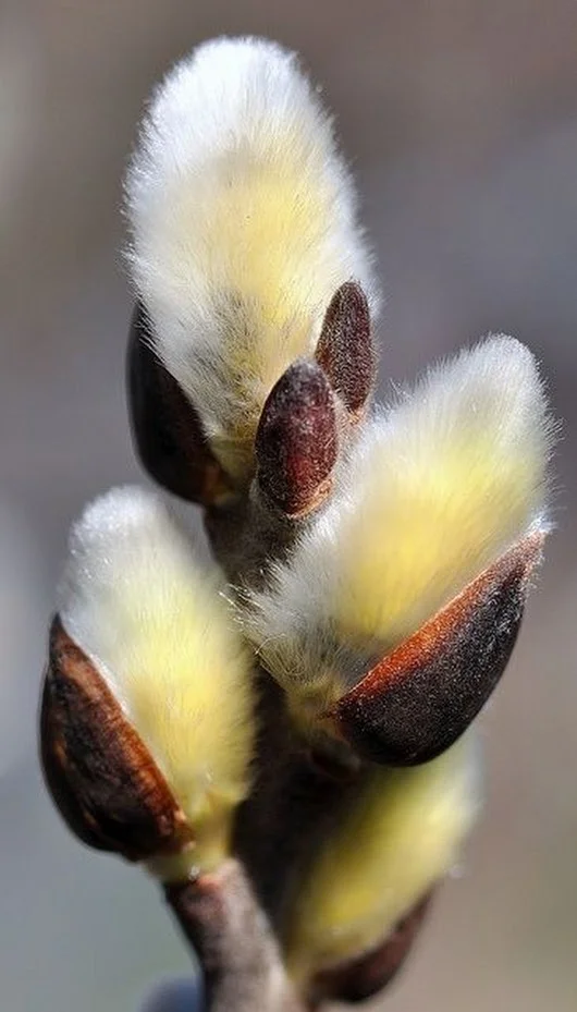 NATURE-PUSSY WELLOW.webp