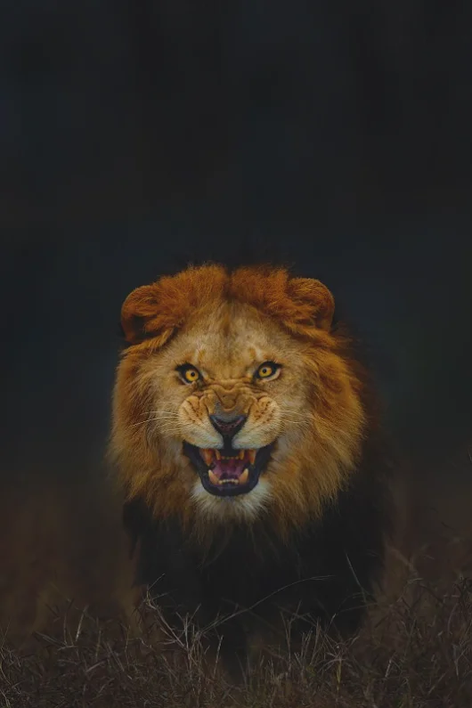 animal-lion.webp