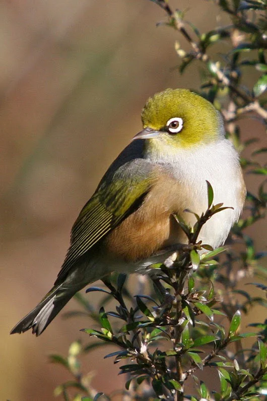 bird-Kevin-Shakespeare-Cape-White-eyea1-682x1024.webp