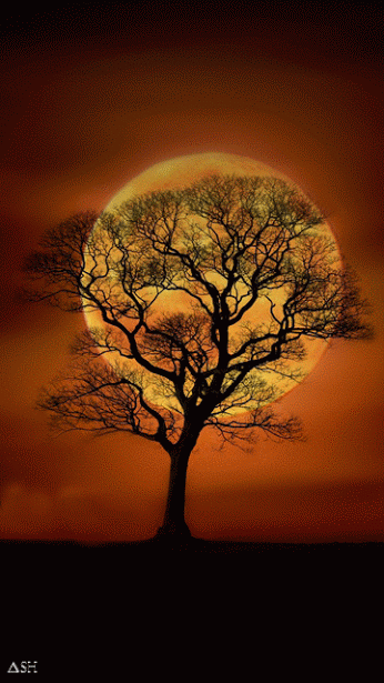 sp-moon13.gif