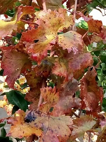 25437541_404990896584721_1077819138_n.webp 25437541_404990896584721_1077819138_n.webp