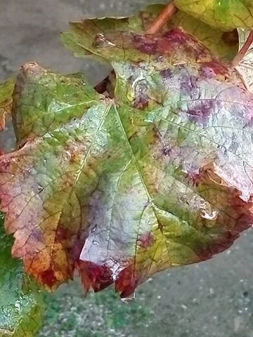 25463852_404990893251388_997073907_n.webp 25463852_404990893251388_997073907_n.webp