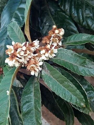 25463933_404991016584709_98658169_n.webp 25463933_404991016584709_98658169_n.webp