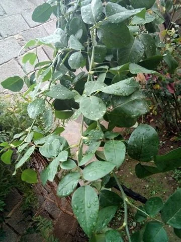 25465611_404991096584701_633253873_n.webp 25465611_404991096584701_633253873_n.webp