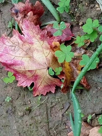 25465647_404991483251329_1289545751_n.webp 25465647_404991483251329_1289545751_n.webp