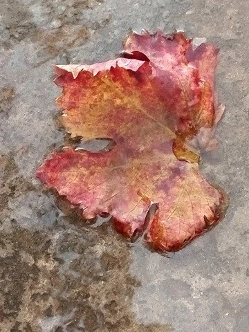 25465721_404991069918037_1799557001_n.webp 25465721_404991069918037_1799557001_n.webp