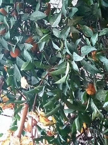 25465774_404991036584707_1668566317_n.webp 25465774_404991036584707_1668566317_n.webp