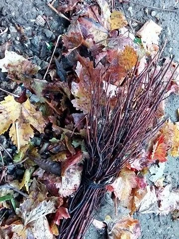 25488567_404990956584715_289363399_n.webp 25488567_404990956584715_289363399_n.webp