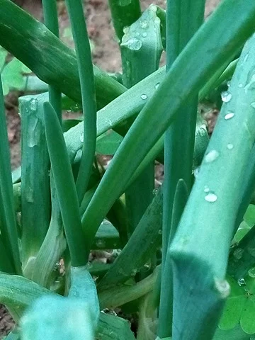 25488600_404991443251333_337794570_n.webp 25488600_404991443251333_337794570_n.webp