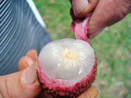 téléchargement (4).webp