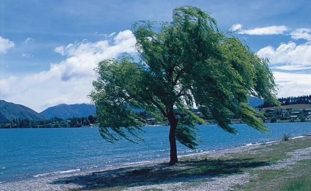 willowinthewind.webp