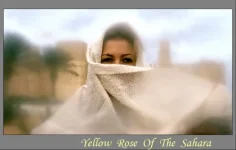 yellow_rose_of_the_sahara.webp