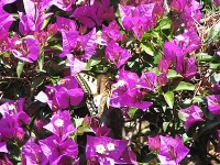 bougainvilliers.webp bougainvilliers.webp