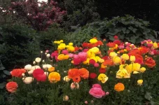 Plants & Flowers 0075.webp