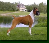 boxer12pu4.webp