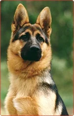 germanshepherd02fp2.webp