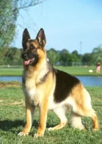 lggermanshepherddog21py5.webp