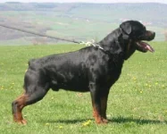 rottweilerpuppiesforsaleeuro091ii6.webp