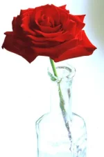 normal_39.webp