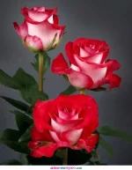 3843-3926-2663.webp