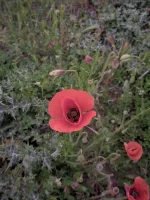 00000PORTRAIT_00000_BURST20200515153536710.webp