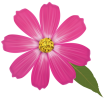 Pink_Flower_PNG_Clipart-173.png