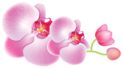 Orchids_PNG_Clipart-172.png