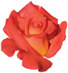 Orange_Rose_PNG_Clipart-170.png