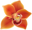 Orange_Orchid_PNG_Clipart-169.png